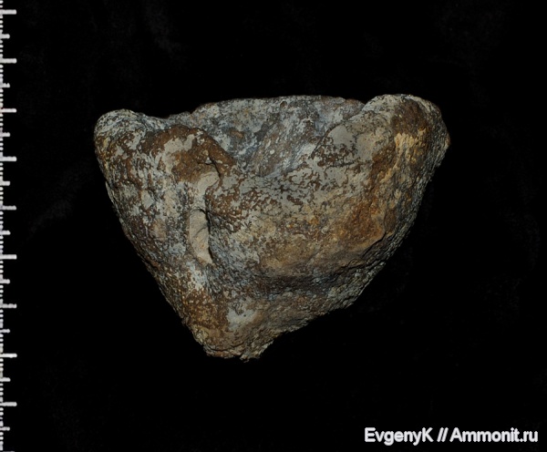 губки, Саратов, Саратовская область, Demospongia