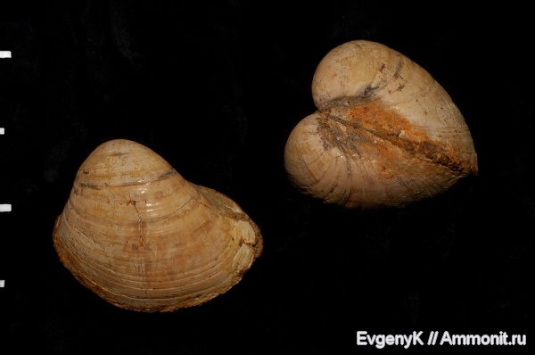 двустворчатые моллюски, Nucula, Дубки, Саратов, Саратовская область, nucula calliope