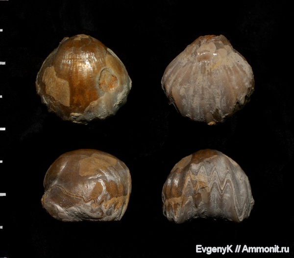 брахиоподы, Саратов, Саратовская область, Rhynchonellida, Belbekella