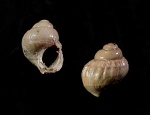 Buvignieria imminuera