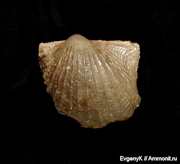 двустворчатые моллюски, Oxytoma, Дубки, Саратов, Саратовская область