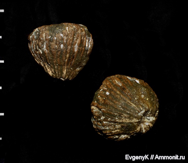 Саратов, Саратовская область, одиночные кораллы