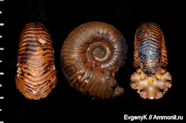 аммониты, Eboraciceras, Саратов, Саратовская область, Ammonites, Eboraciceras rybinskianum