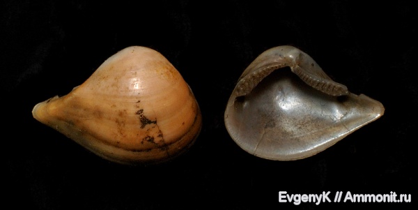 двустворчатые моллюски, Nuculana, Дубки, Саратов, Саратовская область, Nuculana medusa