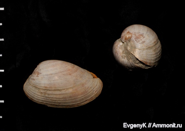 двустворчатые моллюски, Nucula, Дубки, Саратов, Саратовская область, Nucula caecilia