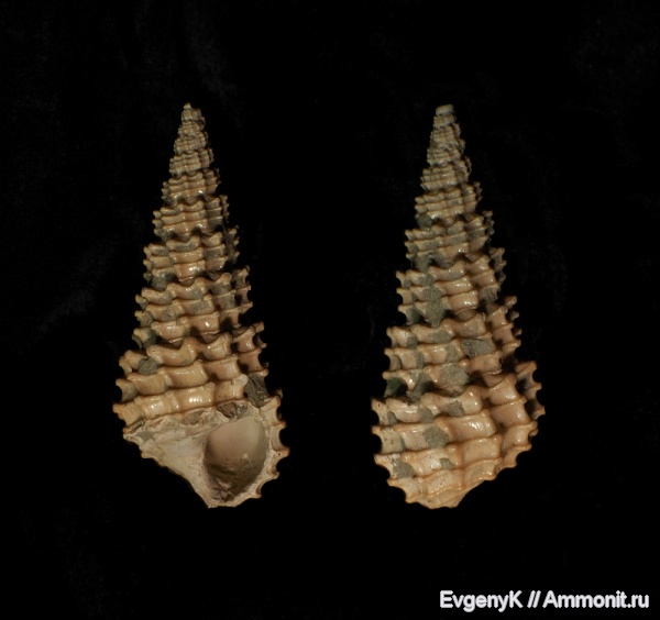 брюхоногие моллюски, Дубки, Саратов, Саратовская область, Cryptaulax, Cryptaulax protortilis