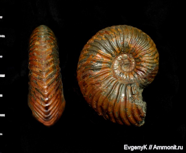 аммониты, Quenstedtoceras, Дубки, Саратов, Саратовская область, Ammonites, Quenstedtoceras henrici
