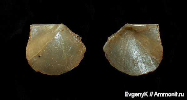 двустворчатые моллюски, Oxytoma, Дубки, Саратов, Саратовская область