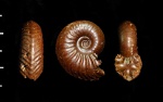 Goliathiceras sp.