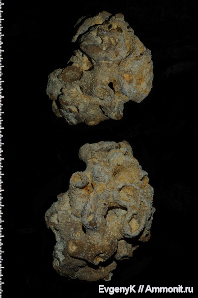 губки, Саратов, Саратовская область, eurete