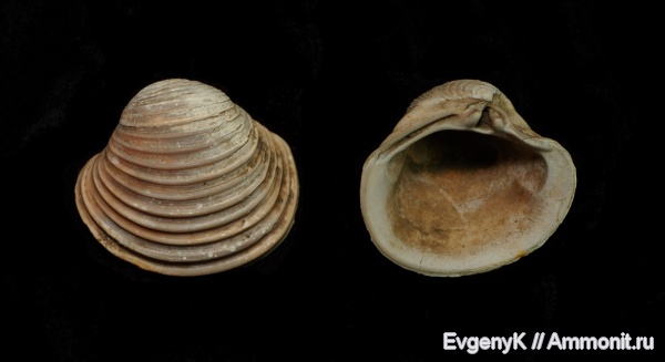 двустворчатые моллюски, Дубки, Саратов, Саратовская область, Trautscholdia, Trautscholdia sauvagei