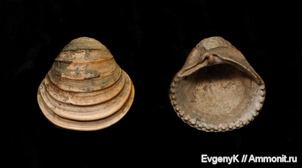 двустворчатые моллюски, Дубки, Саратов, Саратовская область, Trautscholdia, Trautscholdia gibba