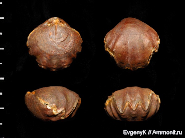 брахиоподы, Дубки, Саратов, Саратовская область, Rhynchonellida