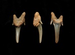 Передний зуб акулы Eostriatolamia subulata