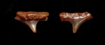 Synechodus sp. Synechodus sp.