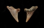 Зуб акулы семейства Anacoracidae