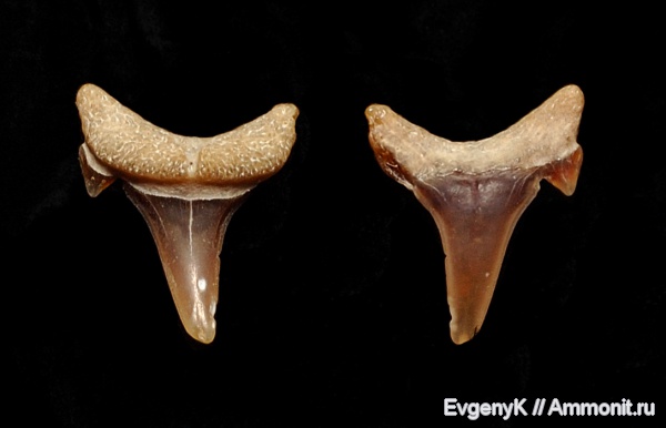 Eostriatolamia, Саратов, зубы акул, Саратовская область, shark teeth