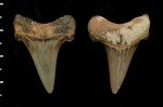 Cretoxyrhina denticulata Cretoxyrhina denticulata