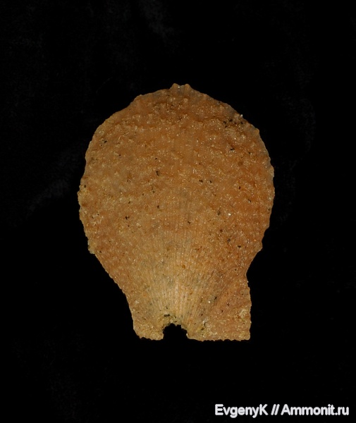 двустворчатые моллюски, Саратов, Саратовская область, Spondylus