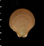 Entolium sp.