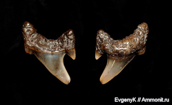 Саратов, зубы акул, Саратовская область, Archaeolamna, shark teeth
