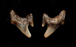 Archaeolamna sp. Archaeolamna sp.