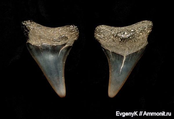 Саратов, зубы акул, Саратовская область, shark teeth