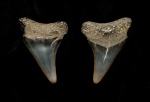 Зуб неизвестной сеноманской акулы