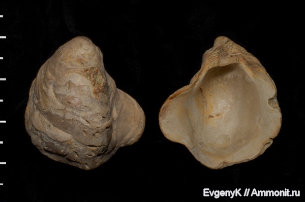 двустворчатые моллюски, Саратов, Саратовская область, Gryphaeostrea, Gryphaeostrea canaliculata