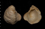 Gryphaeostrea canaliculata