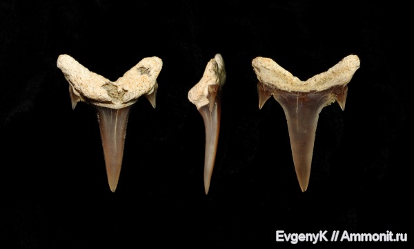Саратов, зубы акул, Саратовская область, shark teeth