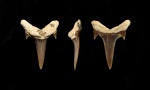 Зуб ламноидной акулы из сеномана