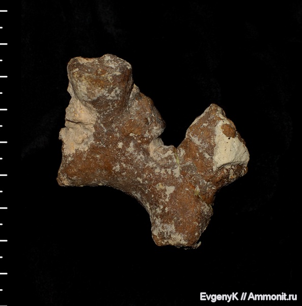 губки, Саратов, Саратовская область, Zittelispongia