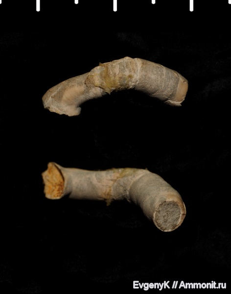 серпулы, Serpulidae, Саратов, Саратовская область, Glomerula, Glomerula lombricus