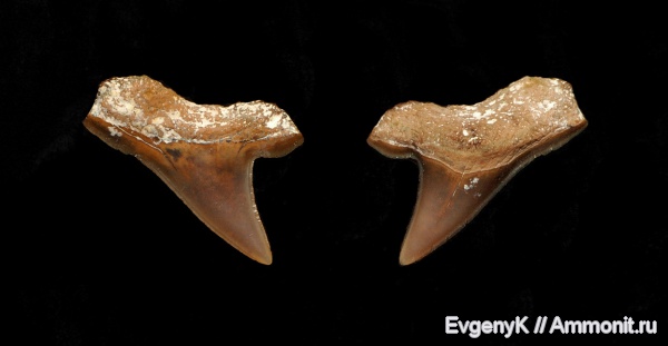 Саратов, зубы акул, Саратовская область, сантон, Anacoracidae, Microcorax, Santonian, shark teeth