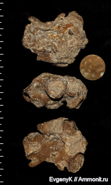 губки, Саратов, Саратовская область, Paracraticularia