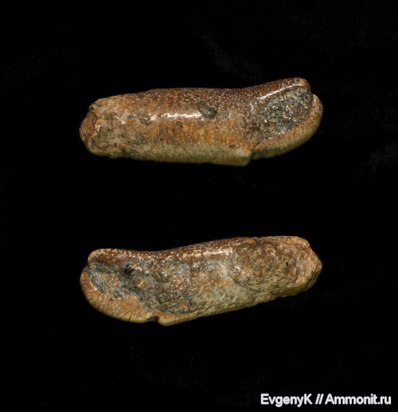 Саратов, Саратовская область, крабы