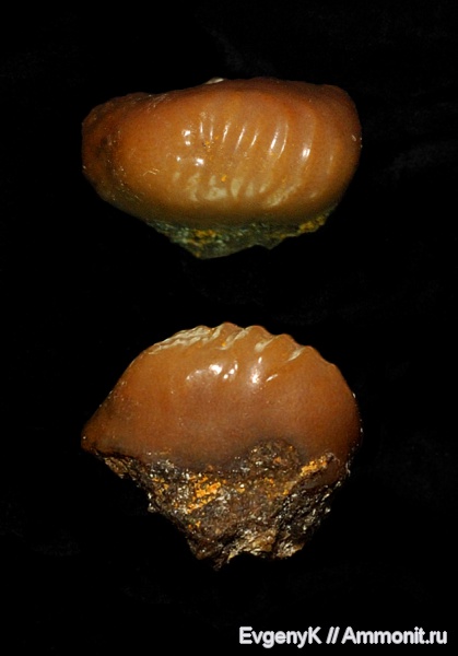 Саратов, сеноман, зубы акул, Ptychodus, Саратовская область, Ptychodus whipplei, Cenomanian, shark teeth