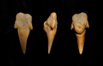 Симфизный зуб Eostriatolamia sp.