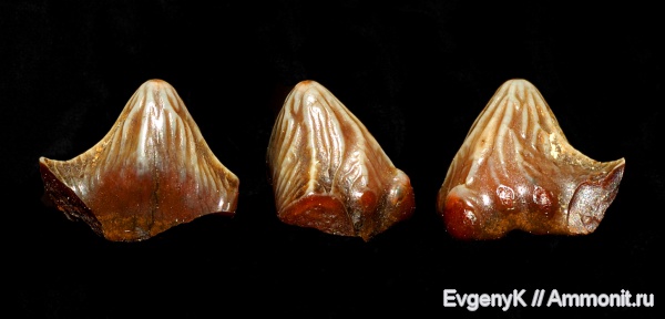 Саратов, зубы акул, Polyacrodus, Саратовская область, shark teeth