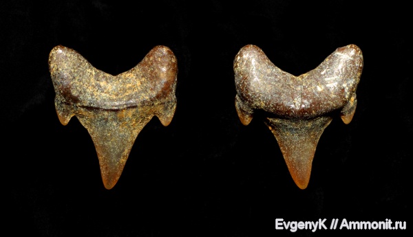 Eostriatolamia, Саратов, сеноман, зубы акул, Саратовская область, Cenomanian, shark teeth