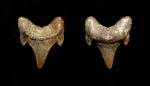 Задний зуб Eostriatolamia sp.