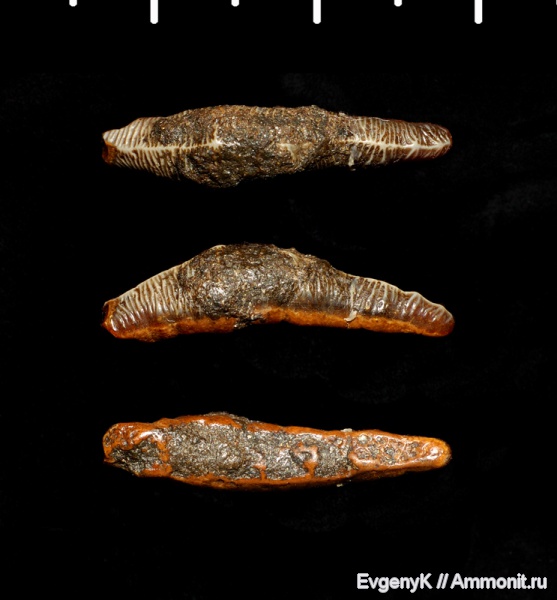 Саратов, сеноман, зубы акул, Саратовская область, Acrodus, Acrodus lateralis, Cenomanian, shark teeth