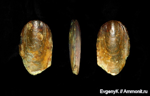 брахиоподы, Саратов, Саратовская область, Lingula, Lingula crausei