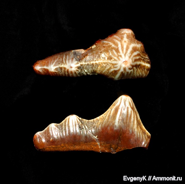 Саратов, сеноман, зубы акул, Polyacrodus, Саратовская область, Cenomanian, shark teeth