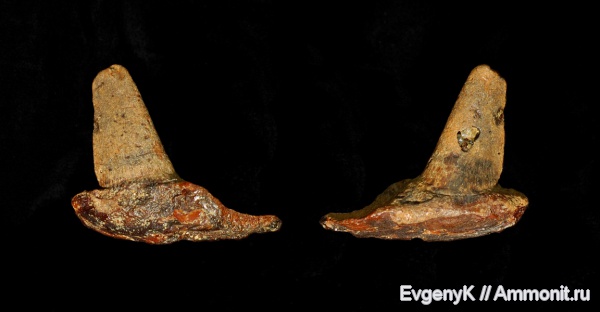 рыбы, Саратов, Саратовская область, fish