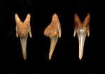 Боковой зуб Leptostyrax macrorhiza
