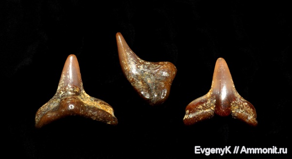 Саратов, сеноман, зубы акул, Cederstroemia, Саратовская область, Cenomanian, shark teeth