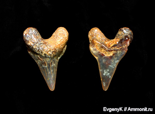 Саратов, сеноман, зубы акул, Саратовская область, Anacoracidae, Cenomanian, shark teeth