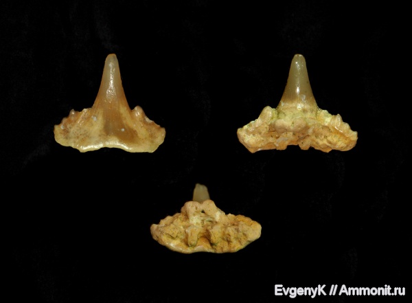 Саратов, зубы акул, Саратовская область, Synechodus, кампан, Synechodontiformes, Campanian, shark teeth